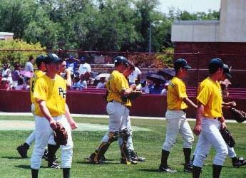 Pampa Harverster Baseball